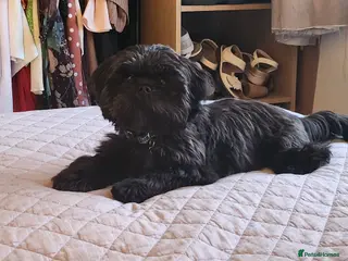 Shih Tzu dogs Shih Tzu 6mth Male Puppy - Advert 5