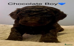 Cockapoo dogs for sale: 🐾STUNNING COCKAPOO PUPPIES🐾DNA TESTED PARENTS🧬 - Image 15