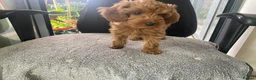 Cockapoo dogs for sale: Toy Poodle Cross Puppies, Mum & Dad Seen, London - Advert 24