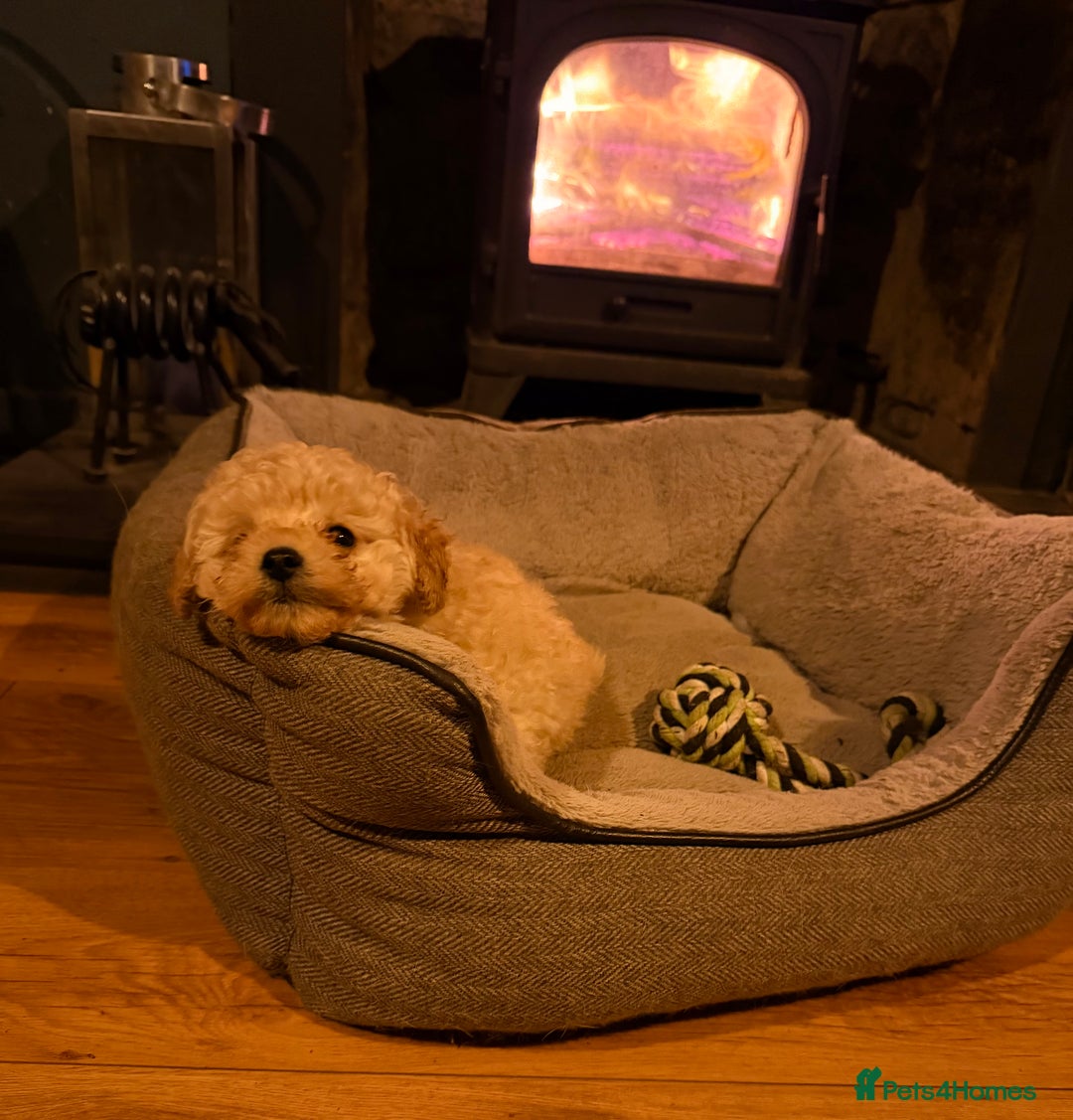 Toy Poodle dogs for sale: Toy Poodle puppy - Advert 6