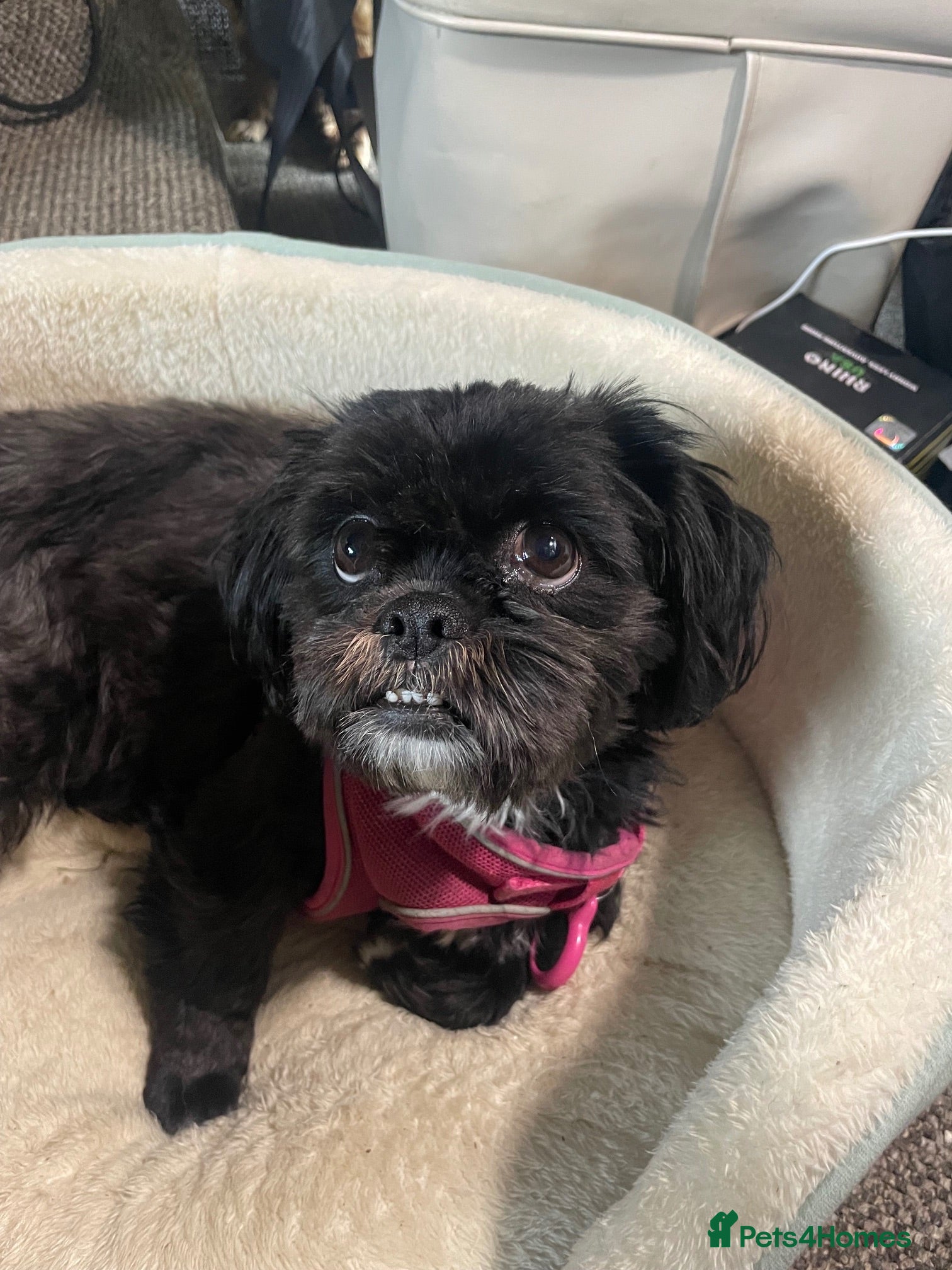 Shih Tzu dogs Three Puppies for sale - Advert 6