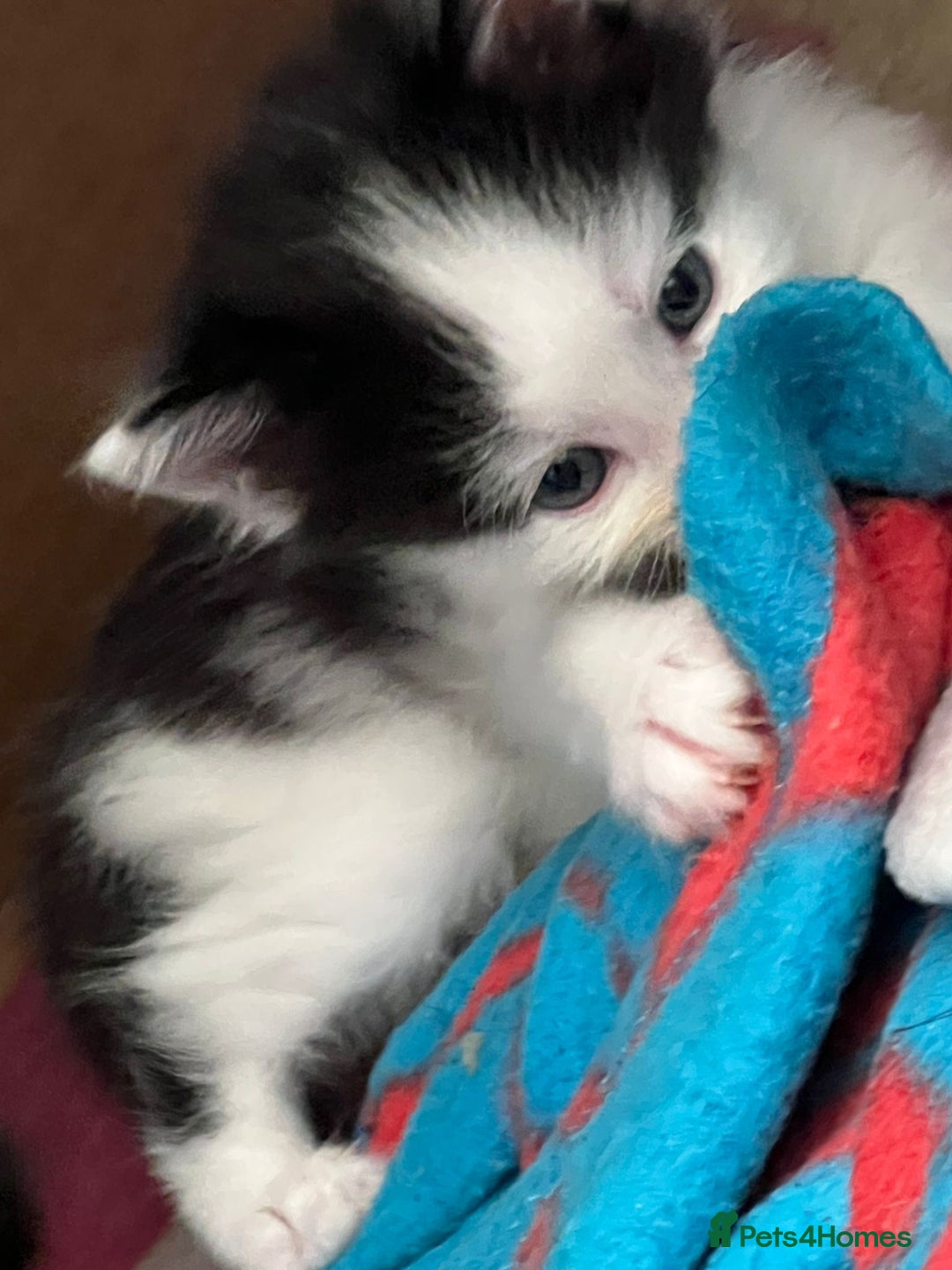 Domestic Shorthair cats for sale: 5 short/fluffy domestic kittens  - Image 16