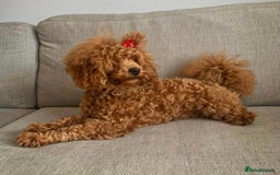 Toy Poodle dogs for stud: KC Red Toy Poodle STUD 🏆⭐️ HEALTH TESTED 🧬 ⭐️  in Aboyne - Image 6