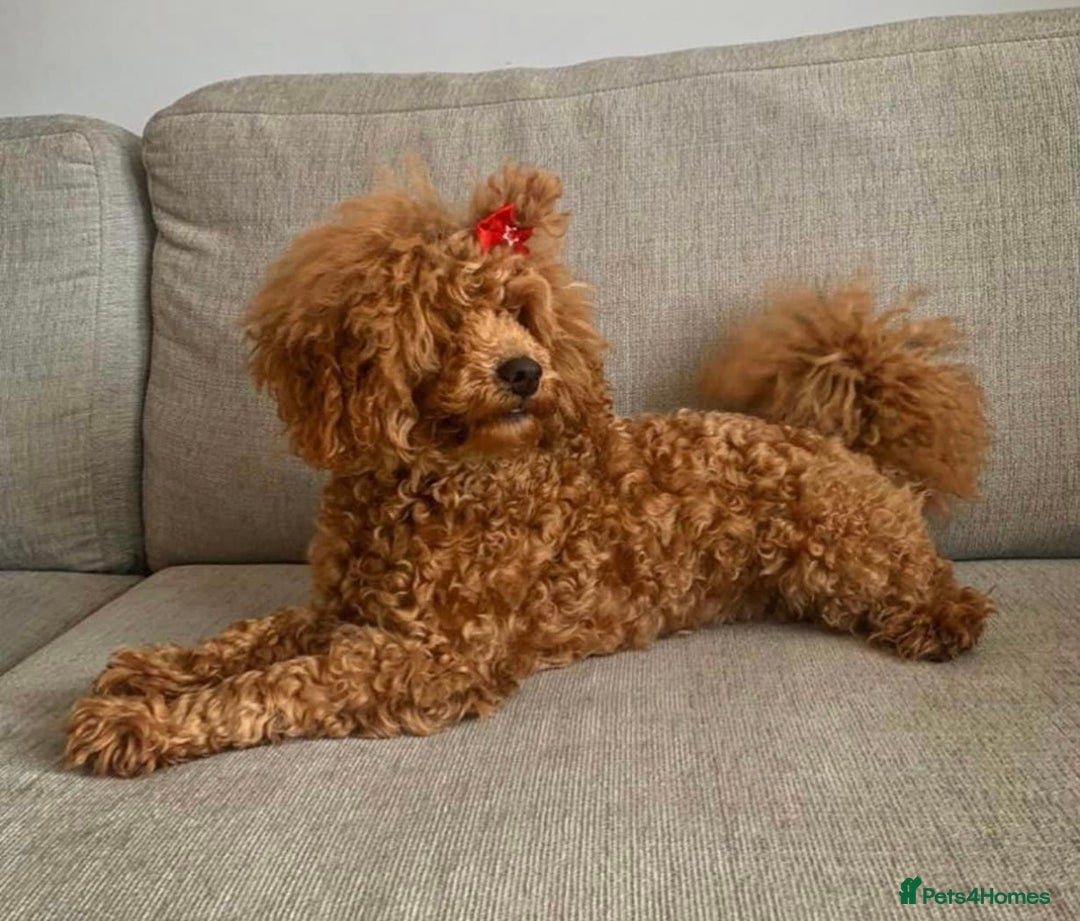 Toy Poodle dogs for stud: KC Red Toy Poodle STUD 🏆⭐️ HEALTH TESTED 🧬 ⭐️  in Aboyne - Image 6