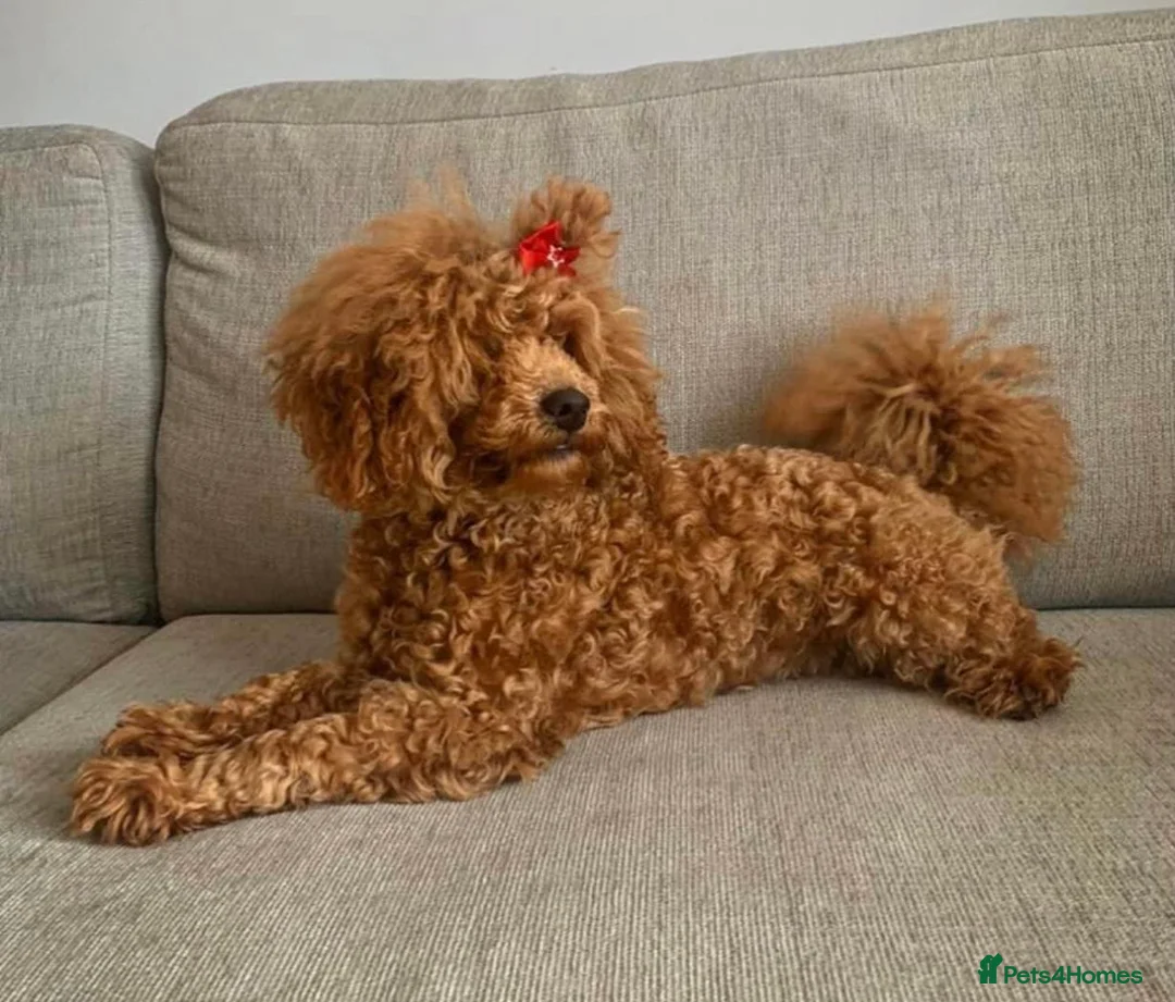 Toy Poodle dogs for stud: KC Red Toy Poodle STUD 🏆⭐️ HEALTH TESTED 🧬 ⭐️  in Aboyne - Advert 6