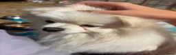 Pomeranian dogs for sale: Pomeranian  - Advert 3