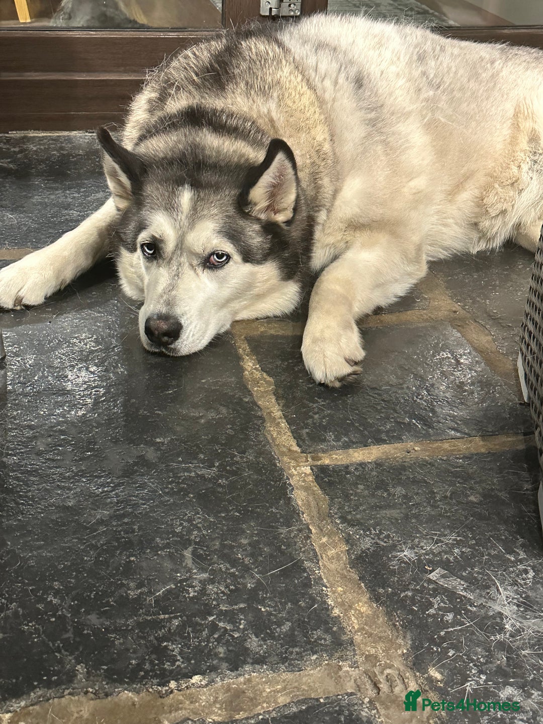 Siberian Husky dogs for sale: The name of the dog is Ice - Advert 4