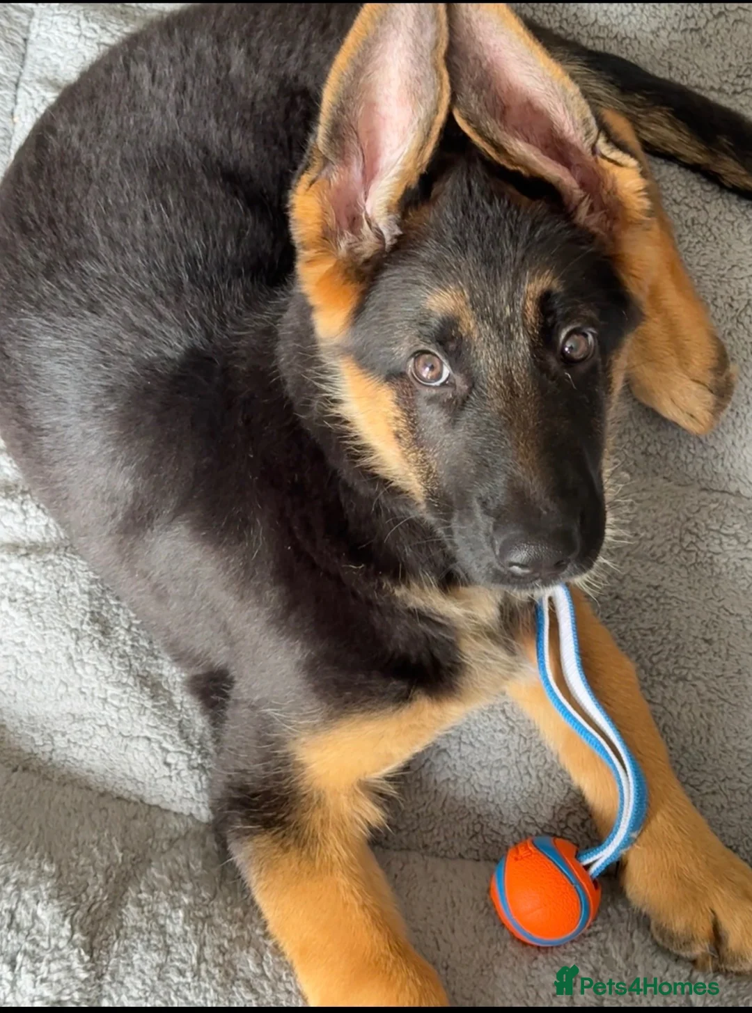 German Shepherd dogs for sale: KC Reg 6-Month Male GSD – Son of Ibar vom Radhaus - Advert 2