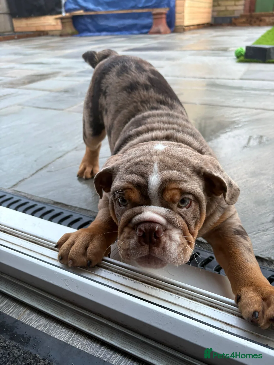 English Bulldog dogs for sale: Bulldog Puppies Champion bloodlines - Advert 39