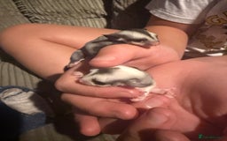 Sugar Glider rodents for sale: Pair of Male Sugar Glider Babies - Image 9