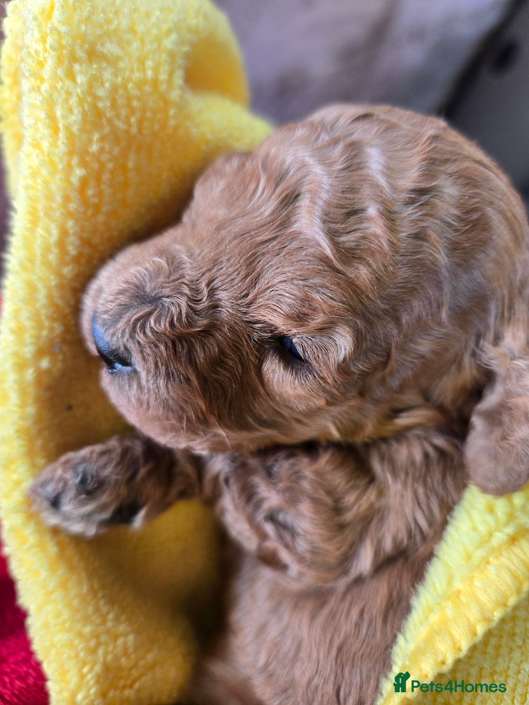 Toy Poodle dogs for sale:  Red toy poodles  - Advert 8