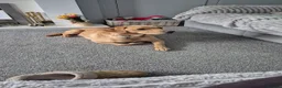 Sheprador dogs for sale: 2 stunning male shepadors pups in Wakefield - Advert 10