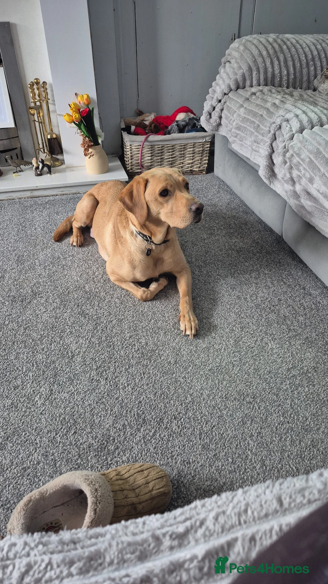 Sheprador dogs for sale: 2 stunning male shepadors pups in Wakefield - Advert 10