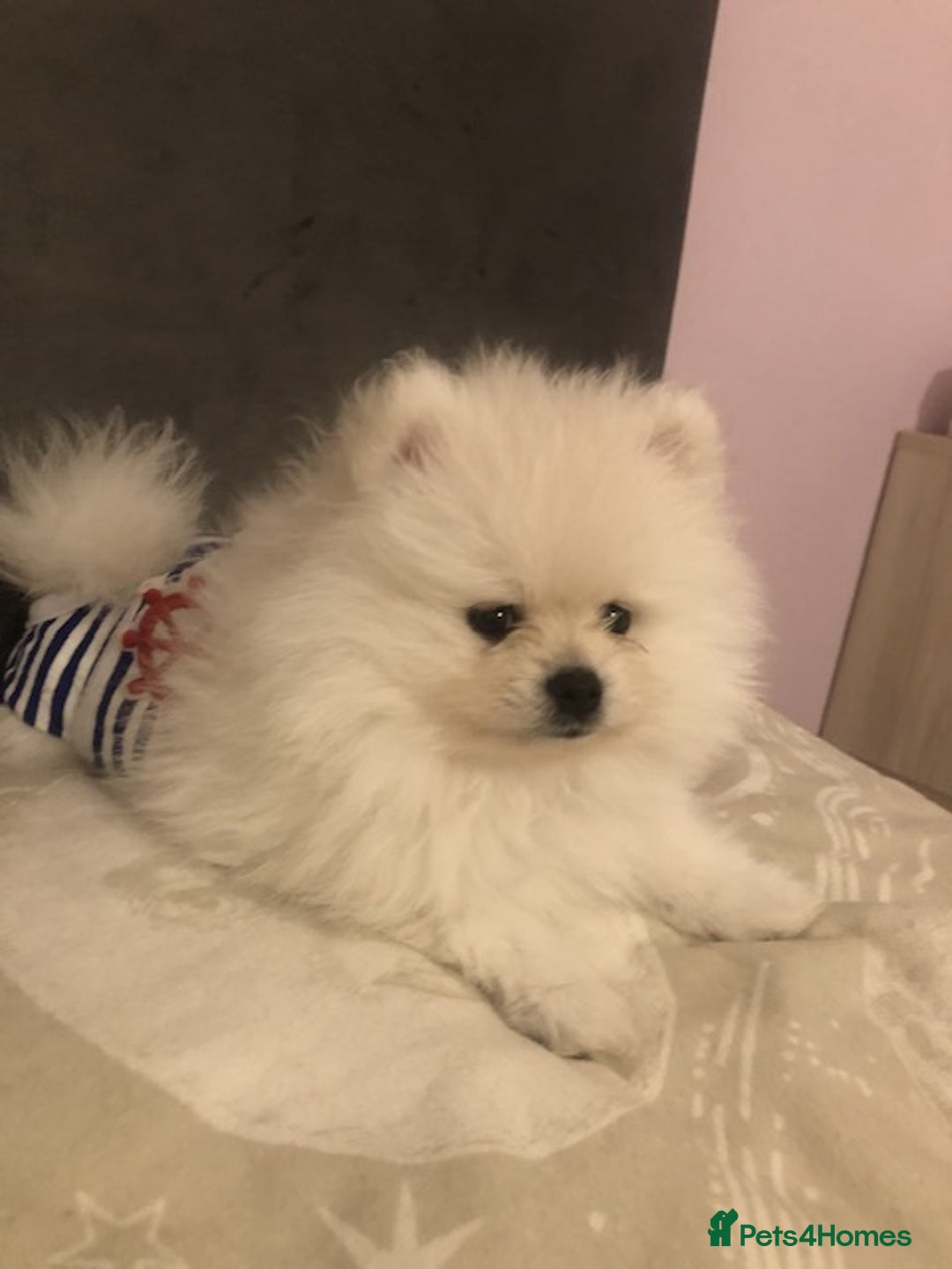 Pomeranian dogs for sale: Teddy Face , Pop Quality, Tiny BOY! - Advert 13