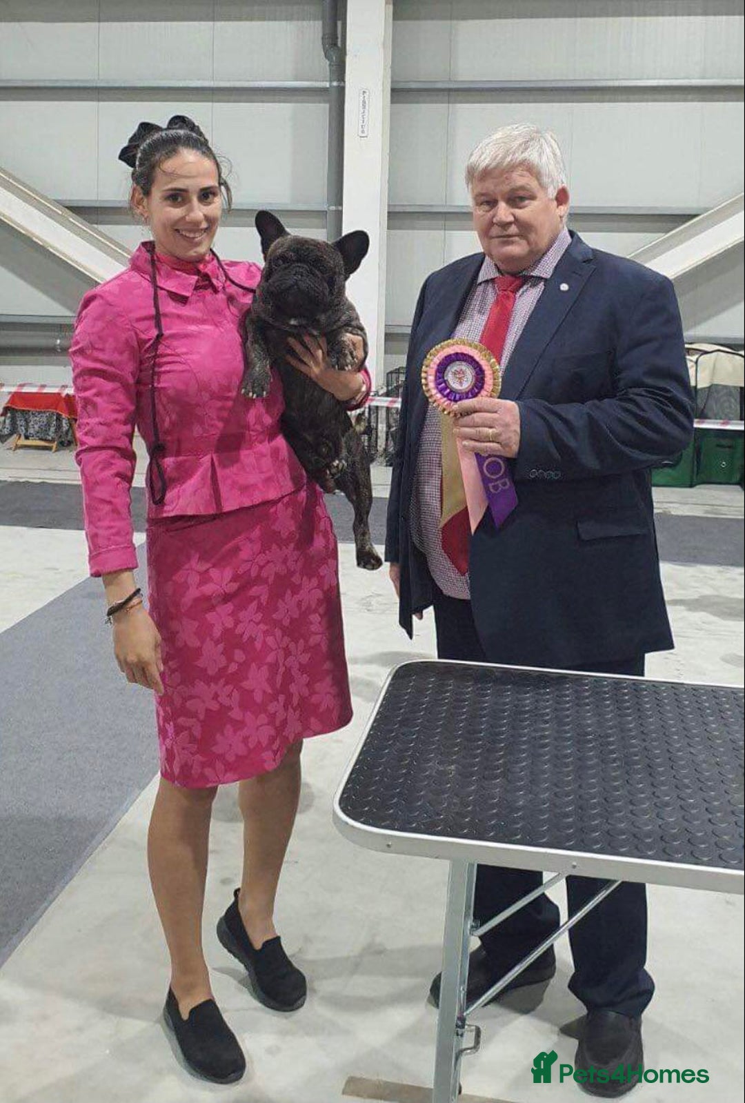 French Bulldog dogs for stud: INTERNATIONAL CHAMPION French Bulldog for STUD - Advert 17