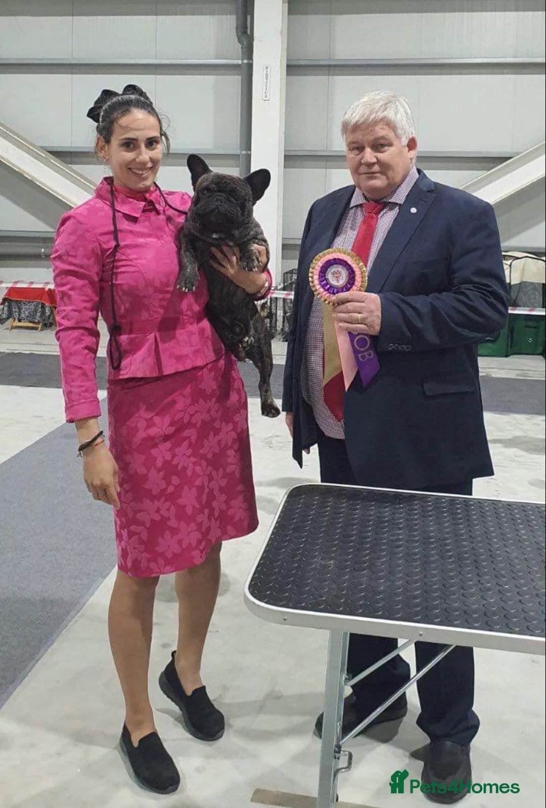 French Bulldog dogs for stud: INTERNATIONAL CHAMPION French Bulldog for STUD - Advert 17