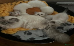 Ragdoll cats for sale: 😻 2 GORGEOUS RAGDOLL KITTENS 😻 - Image 14