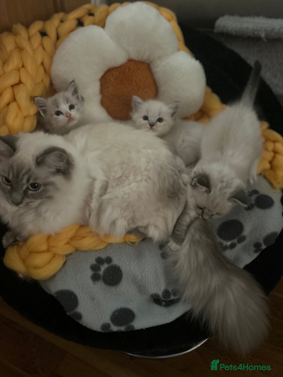 Ragdoll cats for sale: 😻 2 GORGEOUS RAGDOLL KITTENS 😻 - Image 14