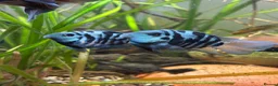 Cichlids fish for sale: DISCOUNT - POLAR BLUE CICHLIDS FRY - Advert 2