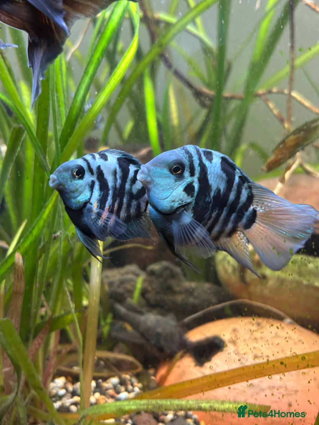 Cichlids fish for sale: DISCOUNT - POLAR BLUE CICHLIDS FRY - Advert 2