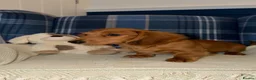 Miniature Dachshund dogs for sale: 🩷Stunning Long Haired Mini Dachshunds💙 - Advert 6