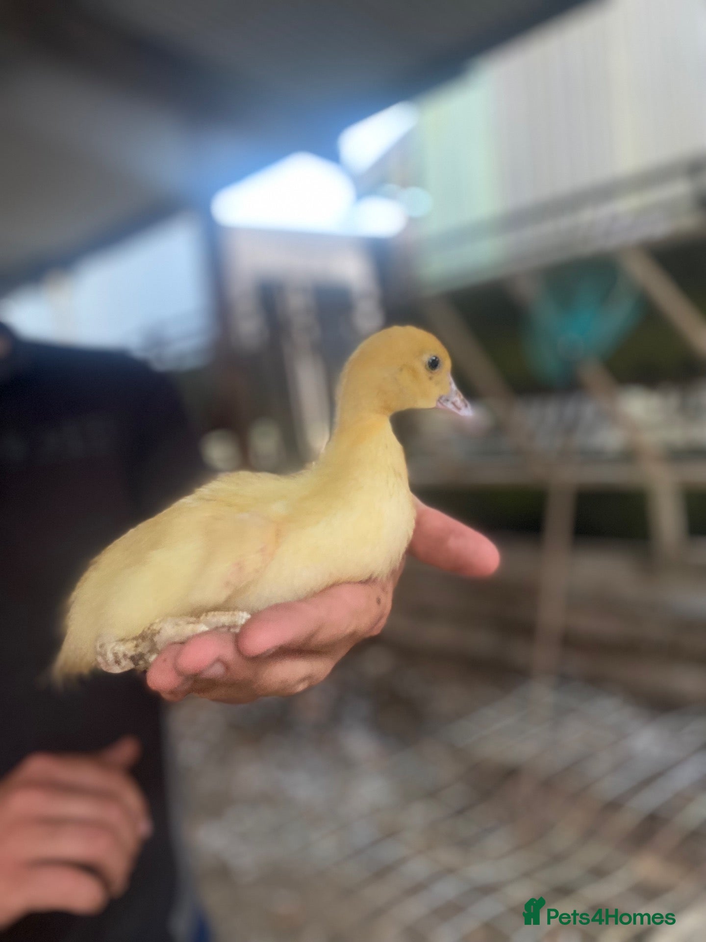 Ducks poultry Mixed Muscovy duckling for sale  - Advert 18
