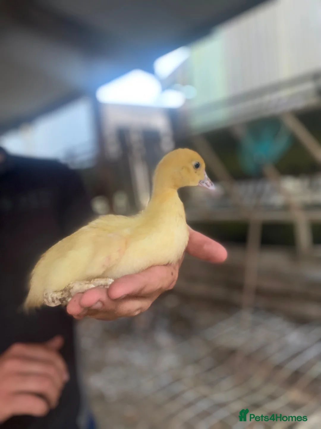 Ducks poultry for sale: Mixed Muscovy duckling for sale  - Advert 1