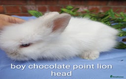 Mini Lop rabbits for sale: Lionhead, mini lop and baby mini lop in Selby - Image 7