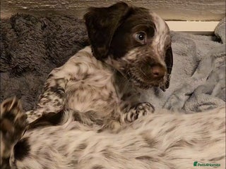 Cocker Spaniel dogs Working cocker spaniel puppy - Advert 15