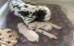 Dalmatian dogs for sale: Malosky Dalmatians  - Image 5