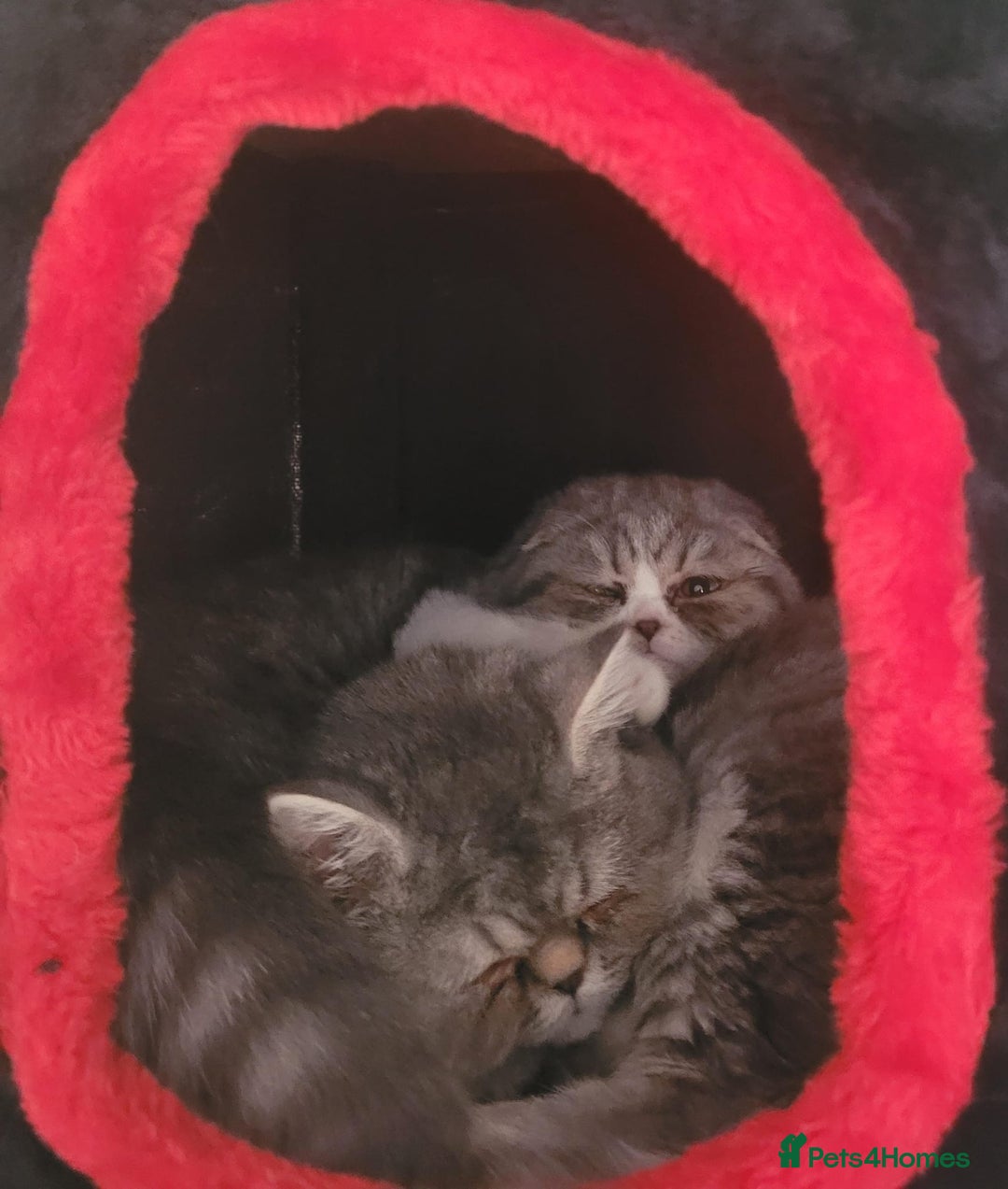 Scottish Fold cats for sale: Rayne & Eden  - Advert 1
