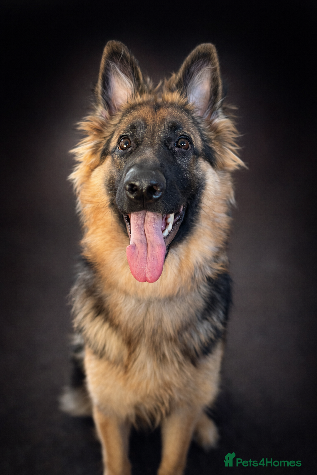German Shepherd dogs for sale: Beautiful 8 month old German shepherd - Advert 9