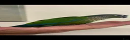 Conures birds for sale: Hand reared greencheek conures  - Advert 4