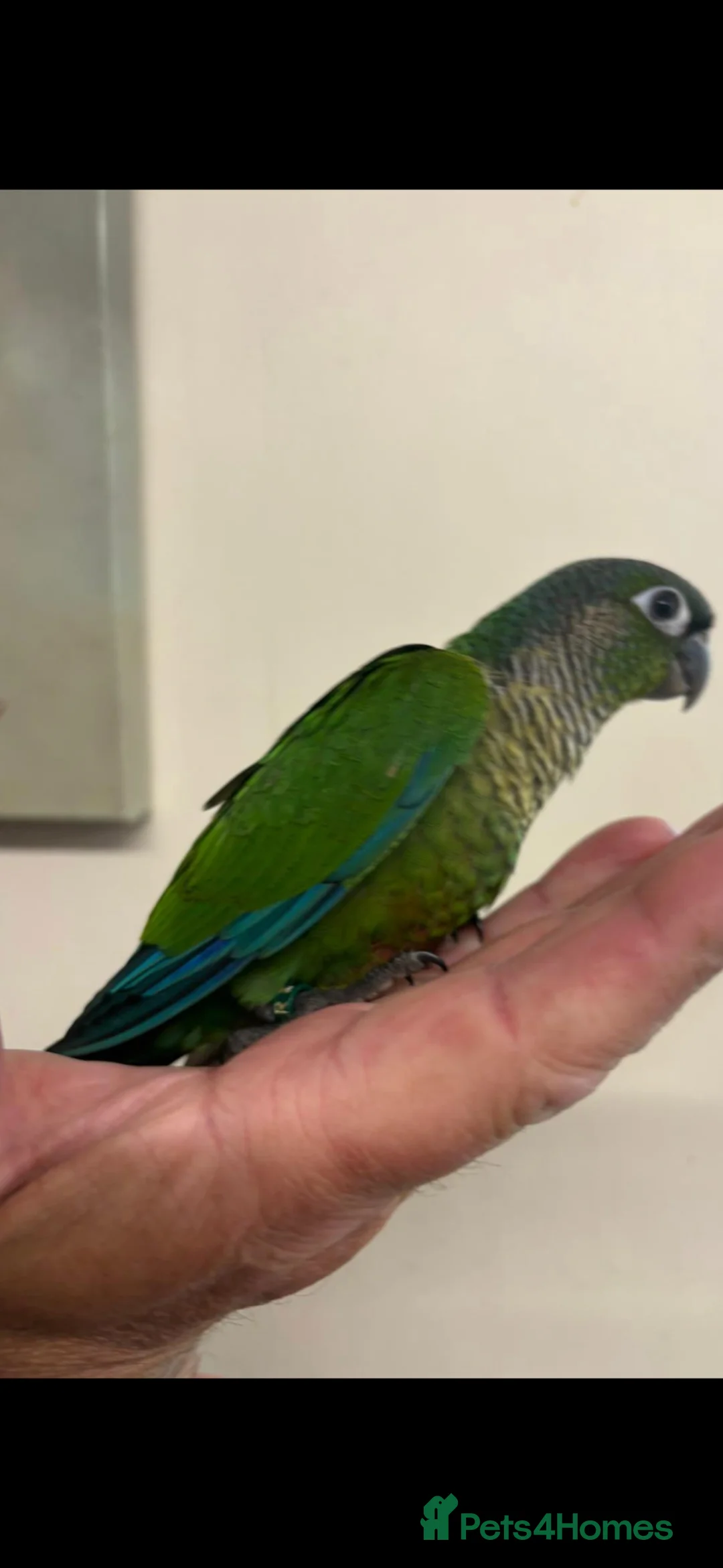 Conures birds for sale: Hand reared greencheek conures  - Advert 4
