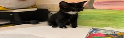 British Shorthair cats for sale: Adorable bland and grey kittens in Glasgow - Advert 10