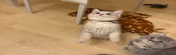 British Shorthair cats for sale: 6 Pedigree British Shorthair Champion lines in London - Advert 6