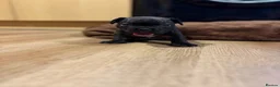 French Bulldog dogs for sale: French bulldogs puppy’s  in Lincoln - Advert 14