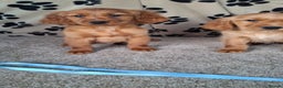 Mixed Breed dogs for sale: Beautiful golden irish puppies. - Advert 10