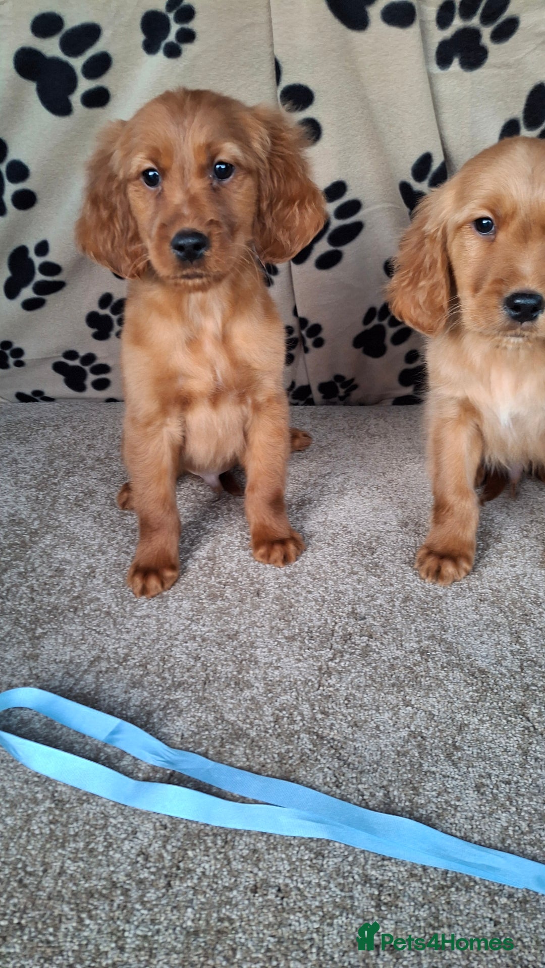 Mixed Breed dogs for sale: Beautiful golden irish puppies. - Advert 10