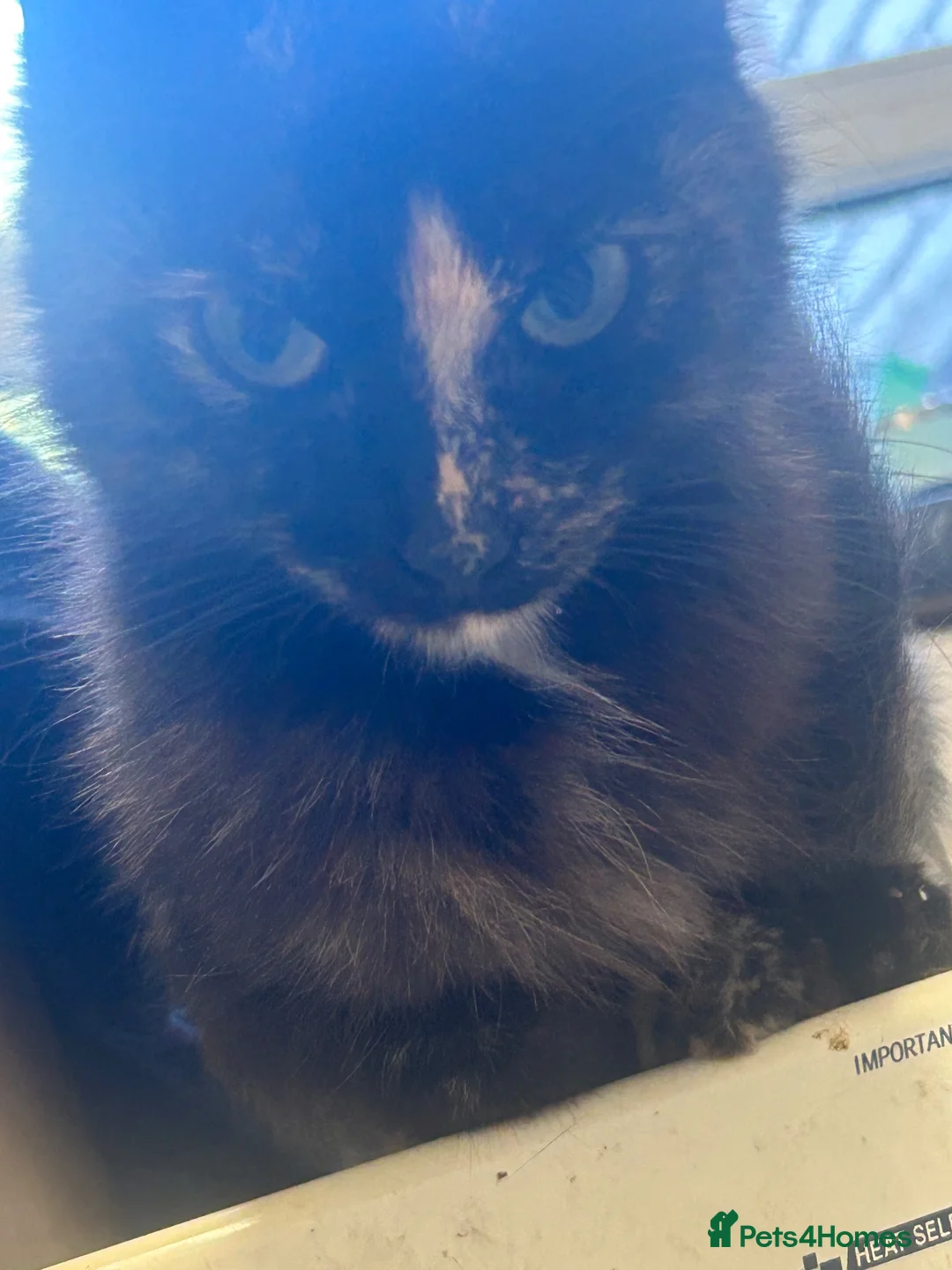 Mixed Breed cats for sale: Maincoon x ragdoll kitten  in Ashton-under-Lyne - Advert 4