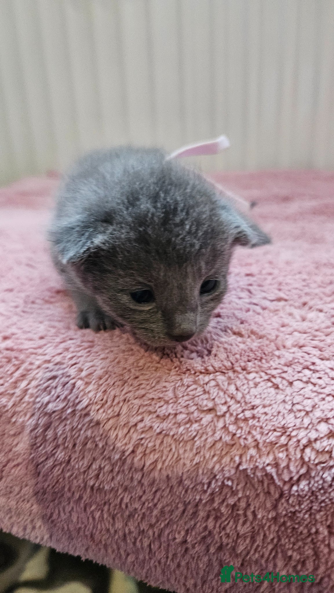 Russian Blue cats for sale: Russian Blue kittens 😸  - Advert 3