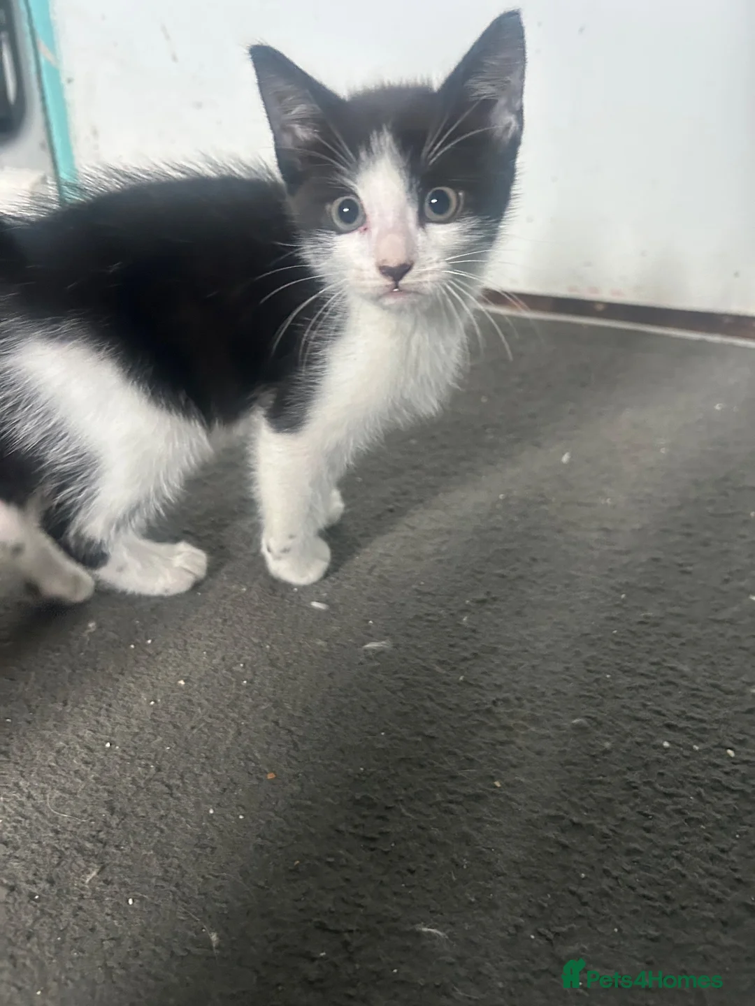 Domestic Shorthair cats for sale: Cutest black and white boy - Advert 2