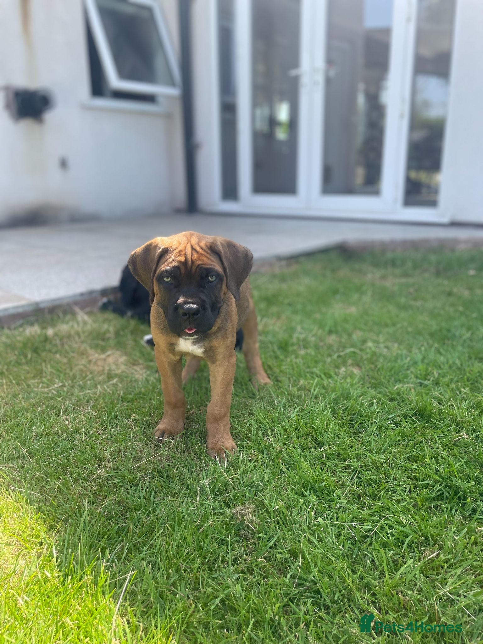 Cane Corso dogs Beautiful Cane Corso Puppies – 2 Girls 1 Boy - Advert 1