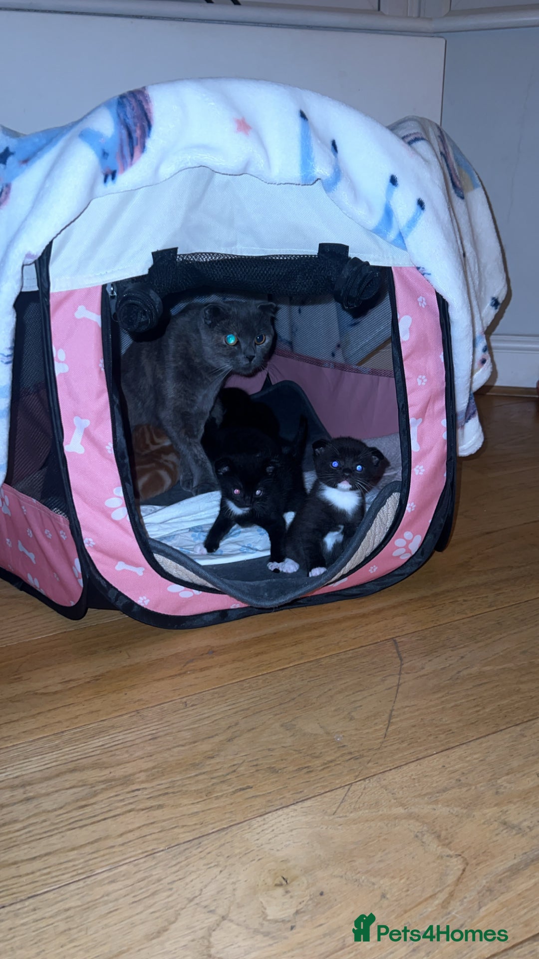 Scottish Fold cats for sale: Beautiful Scottish Fold Kittens  - Image 2