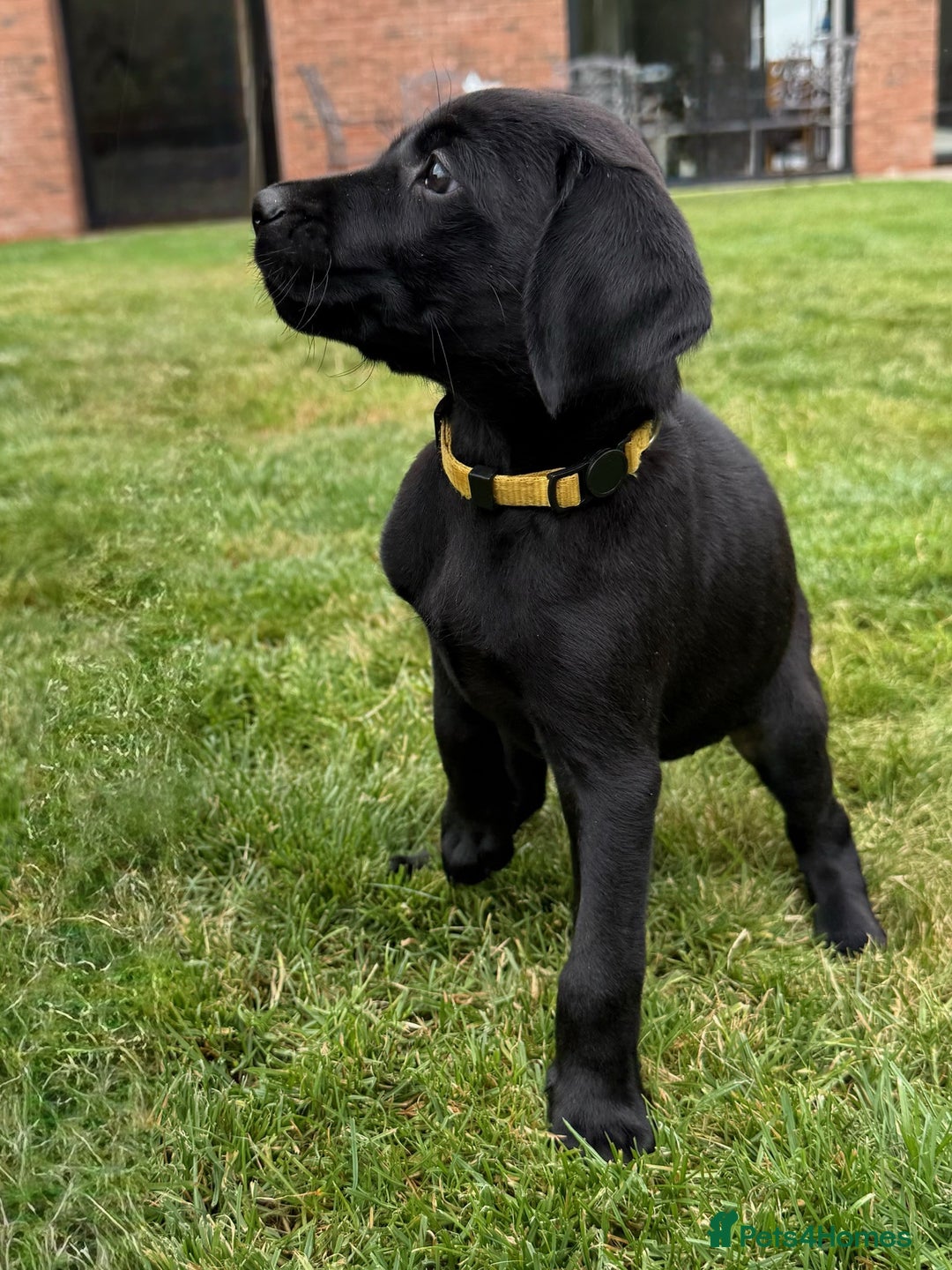 Labrador Retriever dogs for sale: KC Registered Labradors from Working Gundog Lines - Image 9