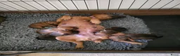 Patterdale Terrier dogs for sale: Beautiful brown/tan pure patterdale puppies in Reading - Advert 3