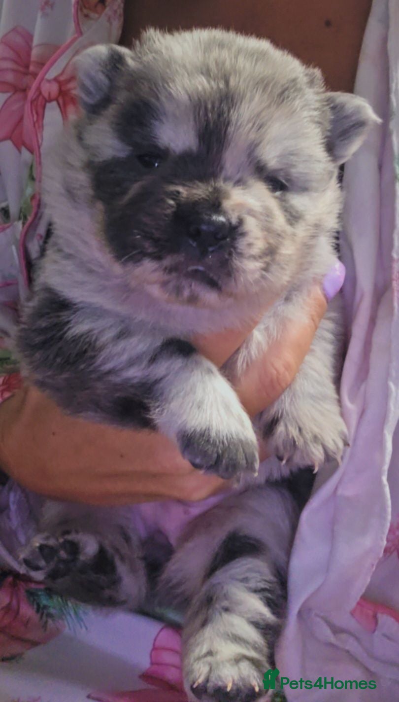 Chow Chow dogs DWKC PURE CHOW CHOW PUPS - Advert 1