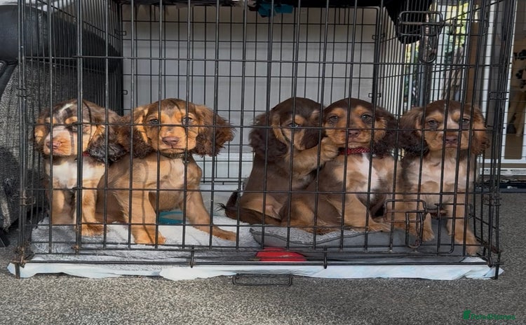 Cocker Spaniel dogs - Advert 10