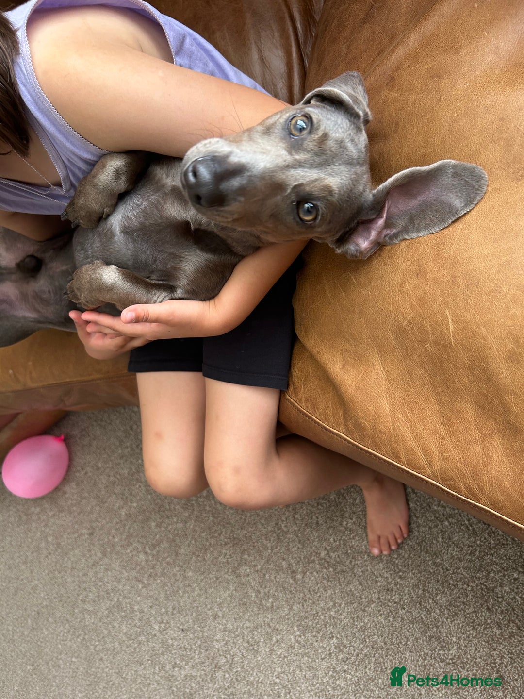 Miniature Dachshund dogs for sale: Lovely dog needs a new home - Image 5