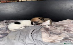 Jack Russell dogs for sale: Jack Russell puppies  - Image 7